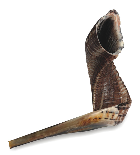 Shofar 35-40 zm