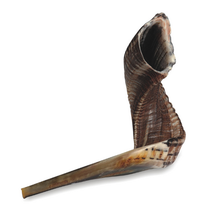 Shofar 35-40 zm